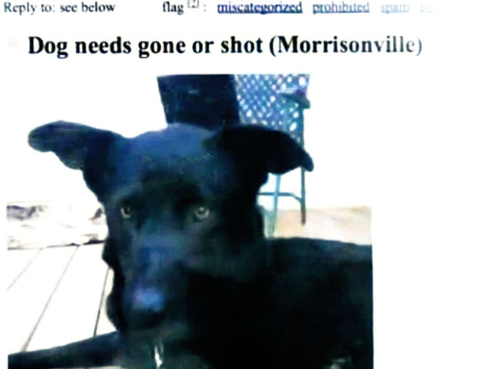 Craigslist Dog Ad Craigslist Dog Ad